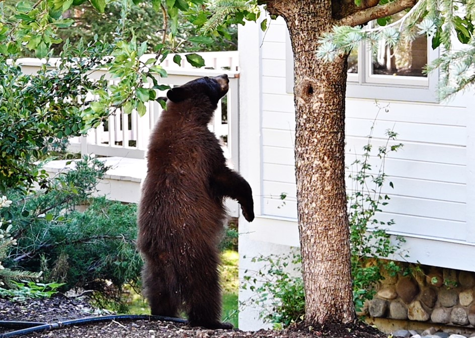 Brown bear cub standing on hind legs, reaching for leaves on a tree beside a white house.