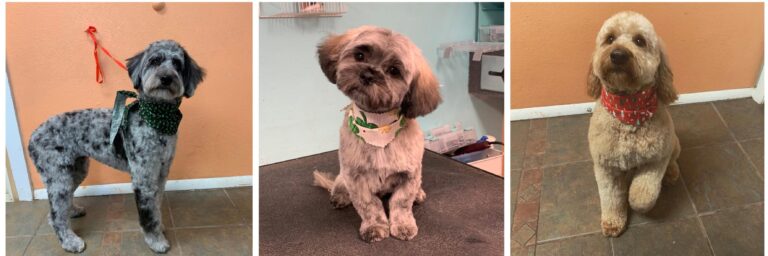 Three small dogs wearing bandanas indoors: left gray/black poodle mix, center brown fluffy dog on a grooming table, right tan poodle on tile floor against an orange wall.