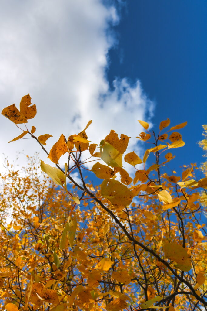 Yellow autumn leaves on thin branches against a clear blue sky with clouds at the top edge.