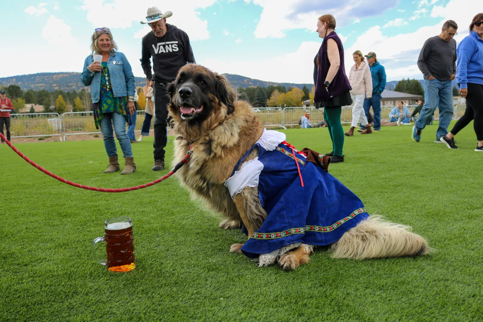 Large fluffy dog wearing a blue decorative outfit sits on a grassy field with a beer mug in the foreground at an outdoor event, surrounded by people watching.